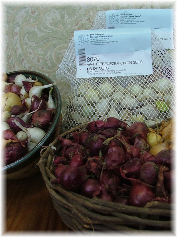Onion Sets  Shallots Vegetable Seeds Grow Your Own Vegetable