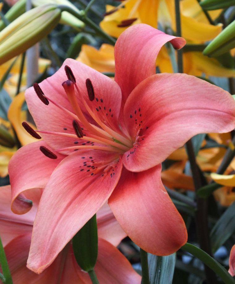 Asiatic Hybrid and Tigrinum Lilies