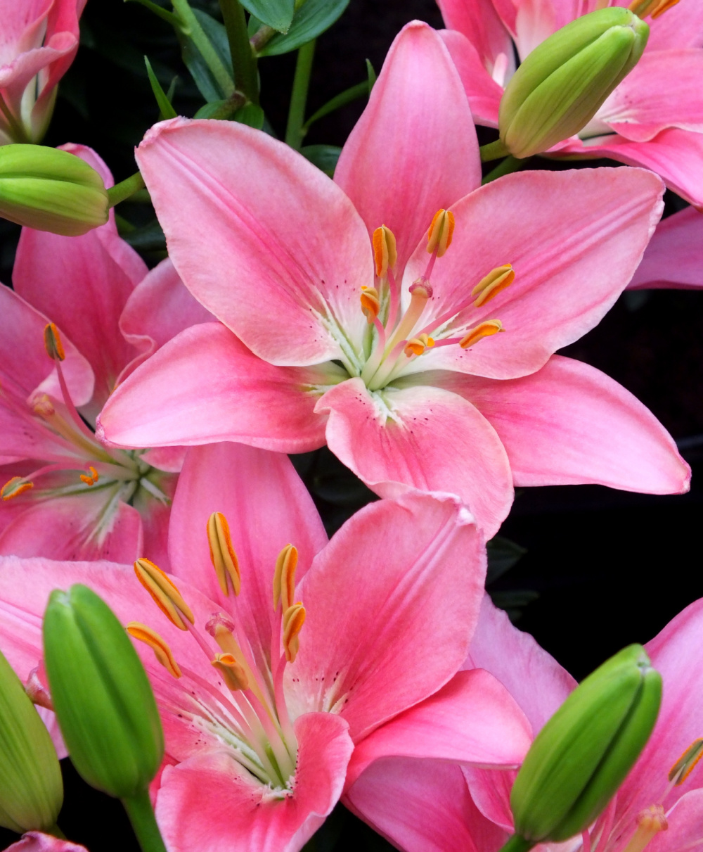 Lilies | Van Engelen Wholesale Flower BulƄs