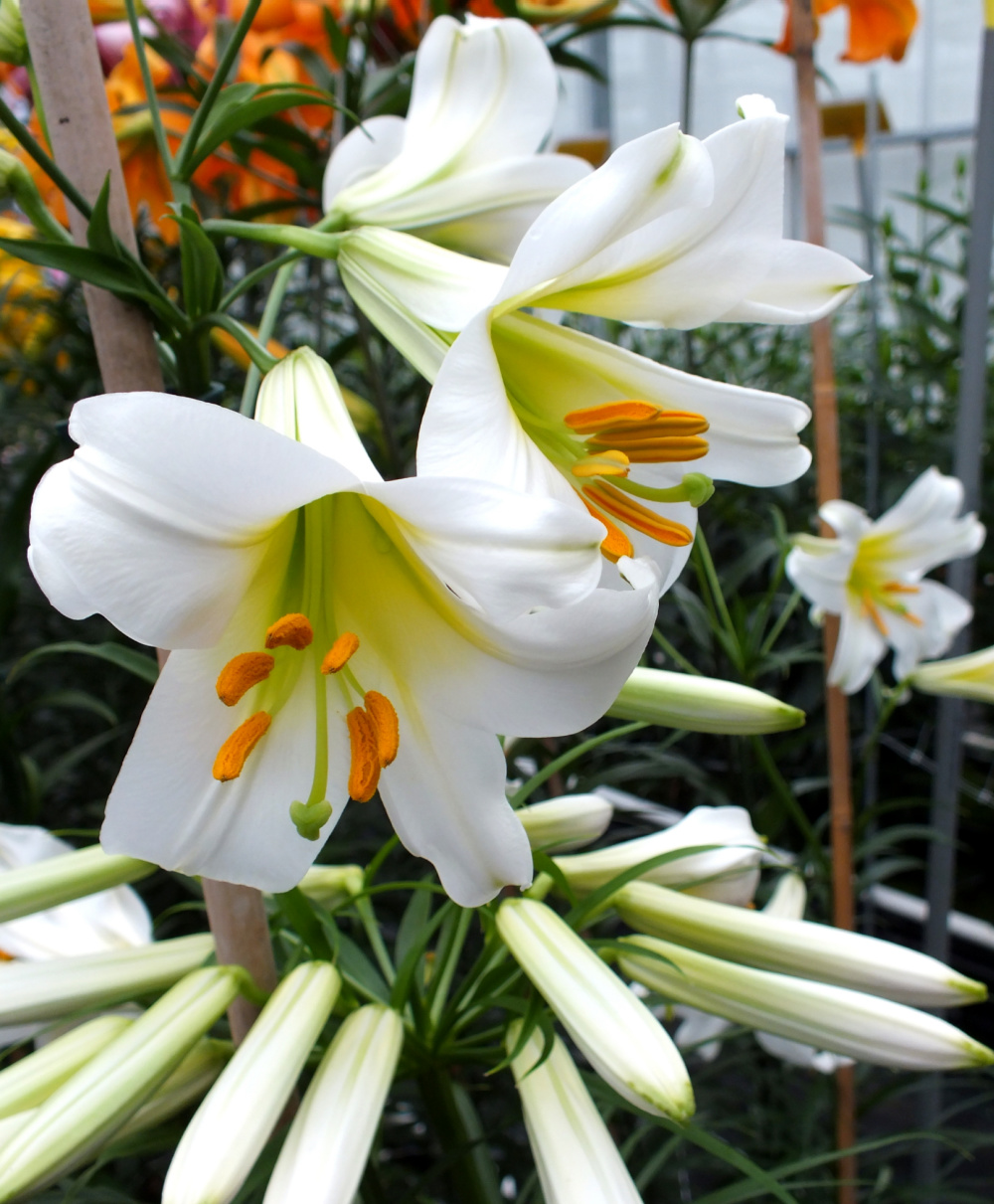 Chinese Trumpet Lilies