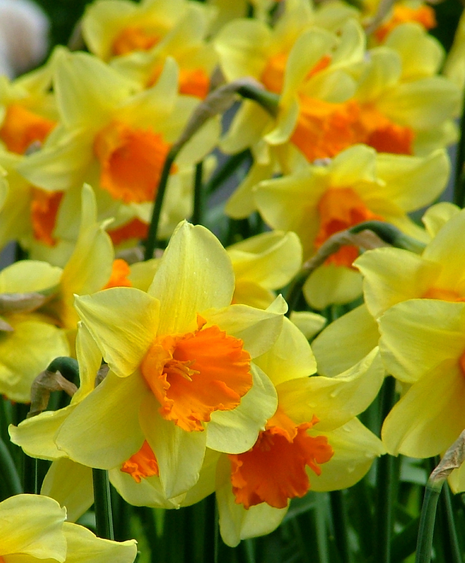 Large Cupped Narcissi