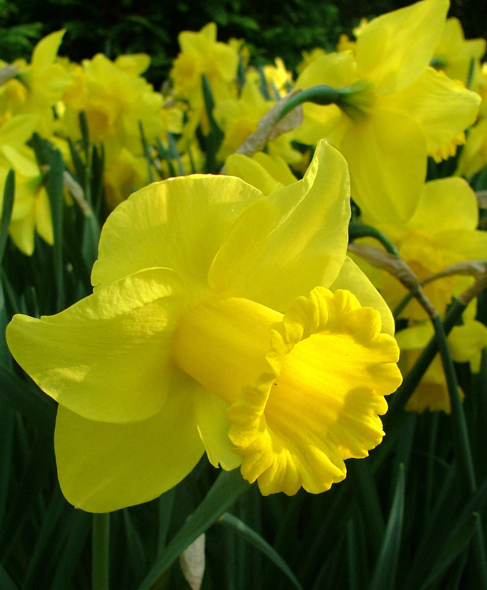 Trumpet Daffodils