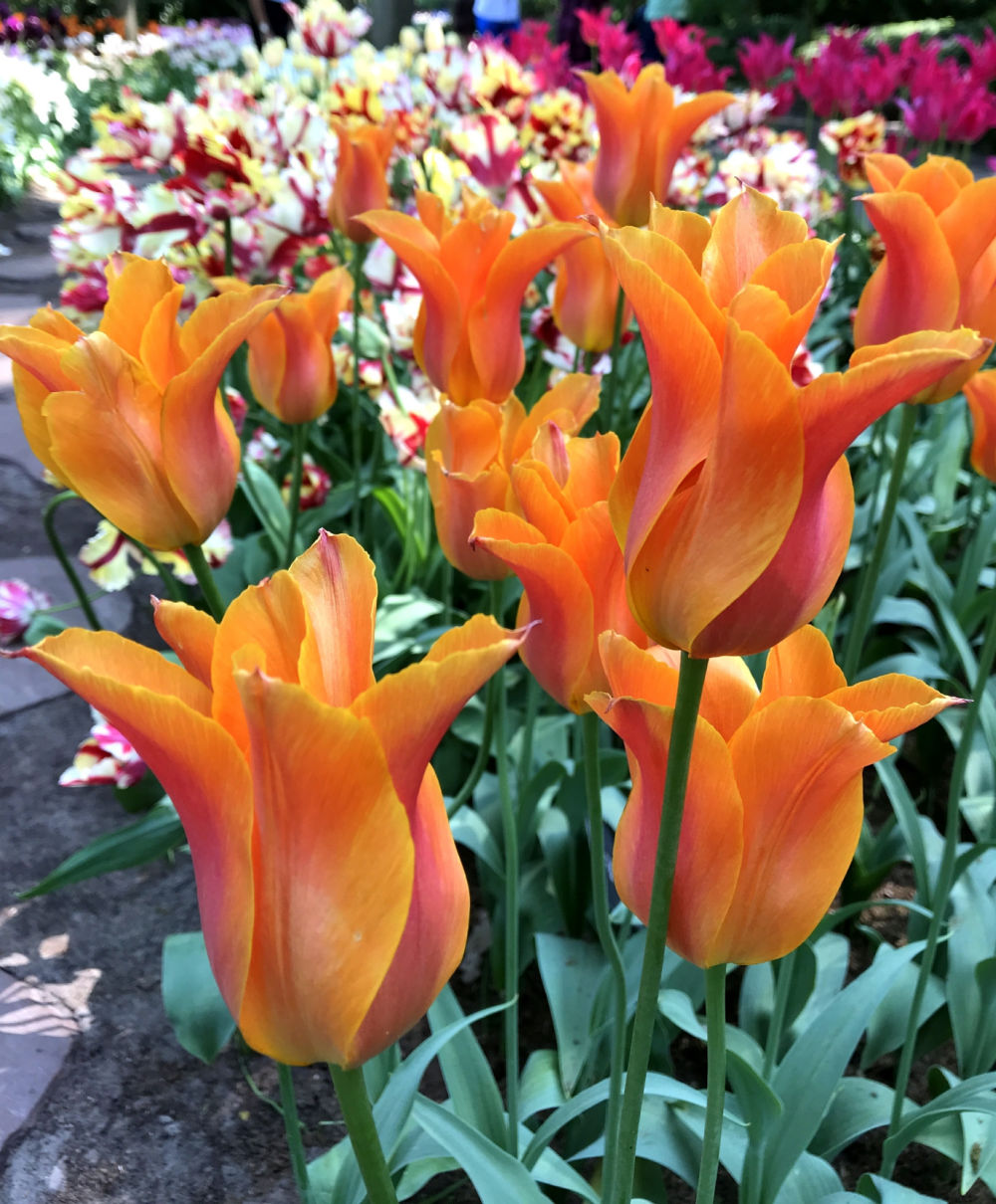 Lily Flowering Tulips