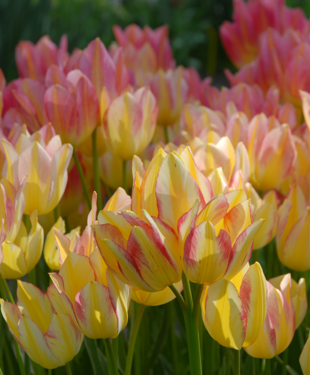 Multi-Flowering Tulips