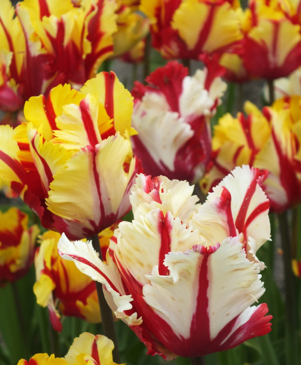 Parrot Tulips