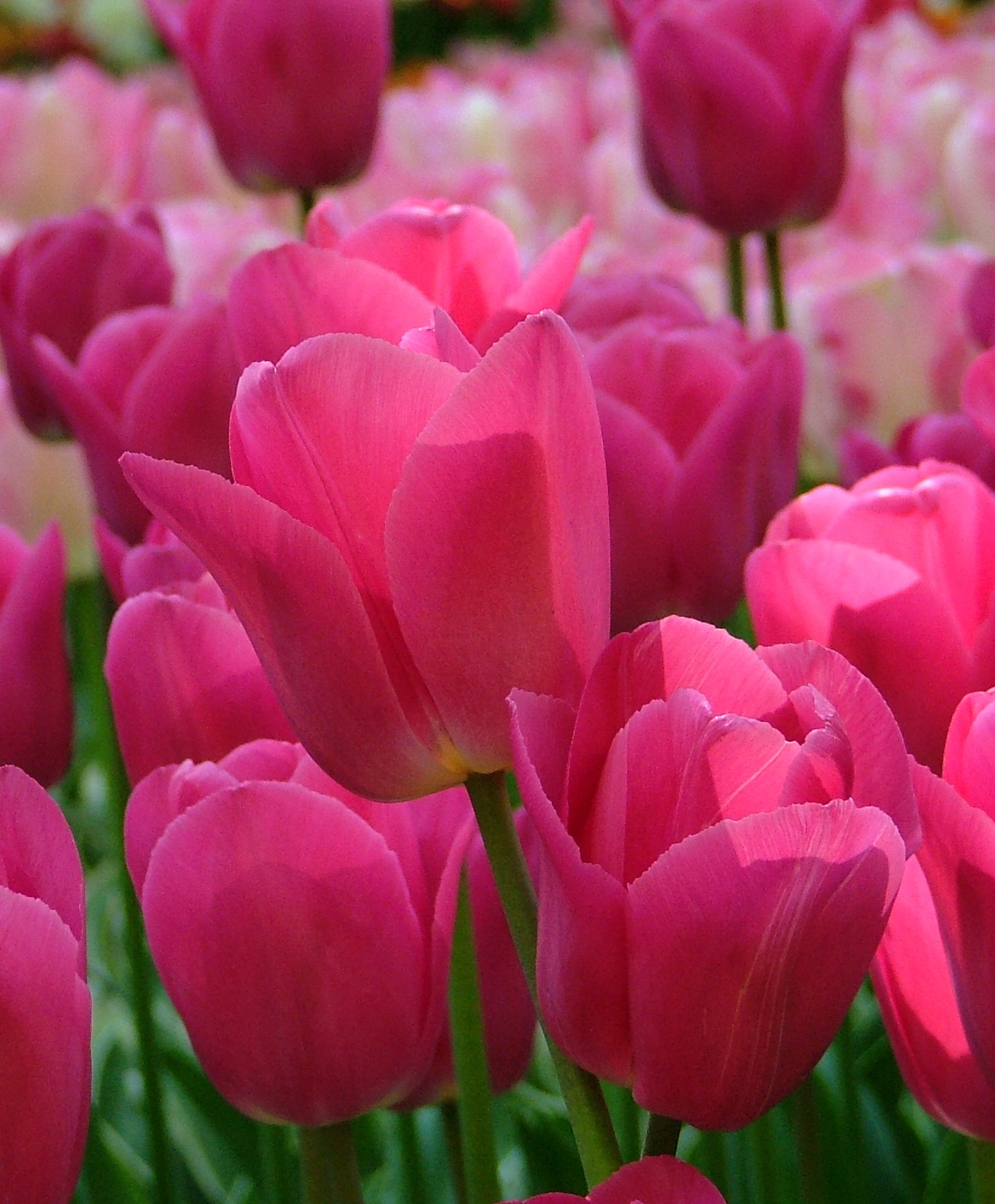 Triumph Tulips