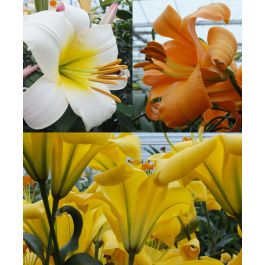 LILy　N organic Plenium The Creamsicle Planet Lily Mixture | Van Engelen Wholesale Flower