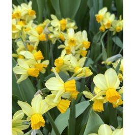 Narcissus Eaton Song | Van Engelen Wholesale Flower Bulbs