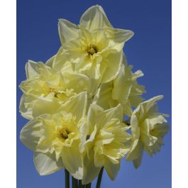 Narcissus Dancing Moonlight Van Engelen Wholesale Flower Bulbs