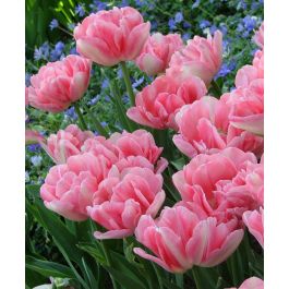 Tulip Foxtrot | Van Engelen Wholesale Flower Bubs