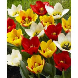 専用ページ　TULIP様 The Peacock Tulip Mixture | Van Engelen Wholesale Flower Bubs