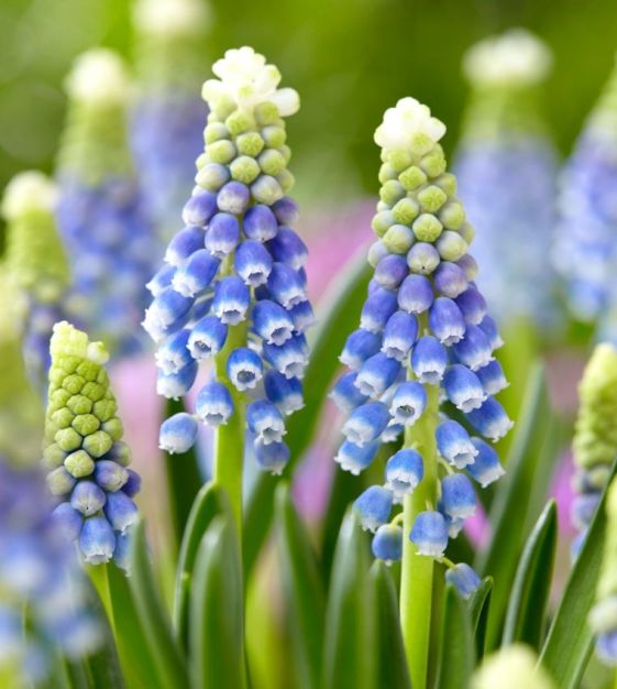 Van Engelen Muscari armeniacum
