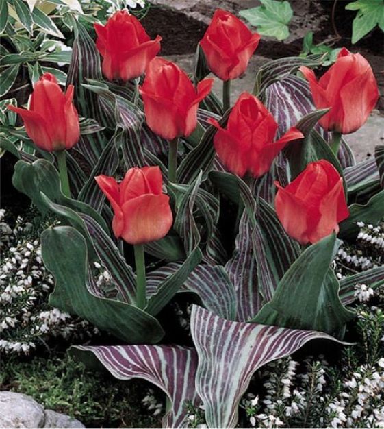 Tulip Oratorio | Van Engelen Wholesale Flower Bubs