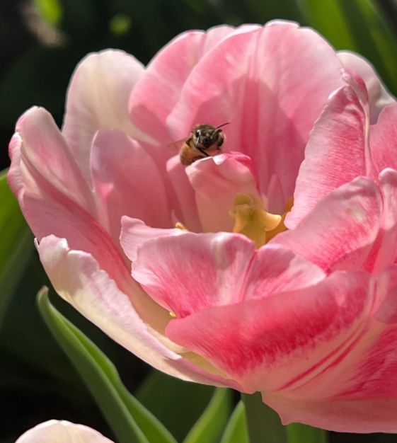 The Magic Carpet Tulip Mixture | Van Engelen Wholesale Flower Bubs