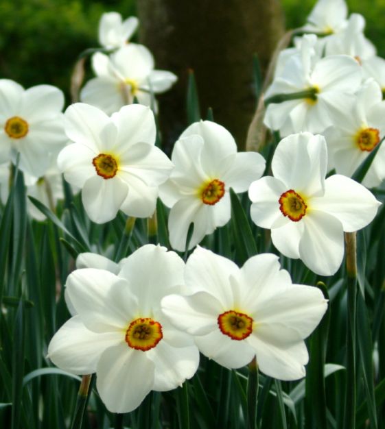 Collection N: Fragrant Narcissi
