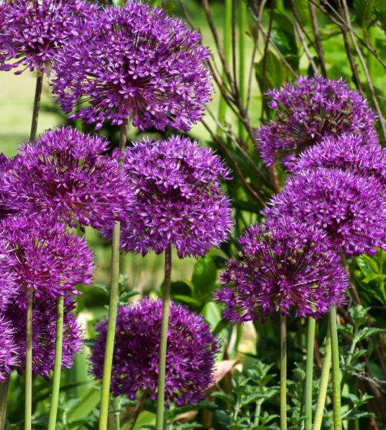 Van Engelen Allium Sampler
