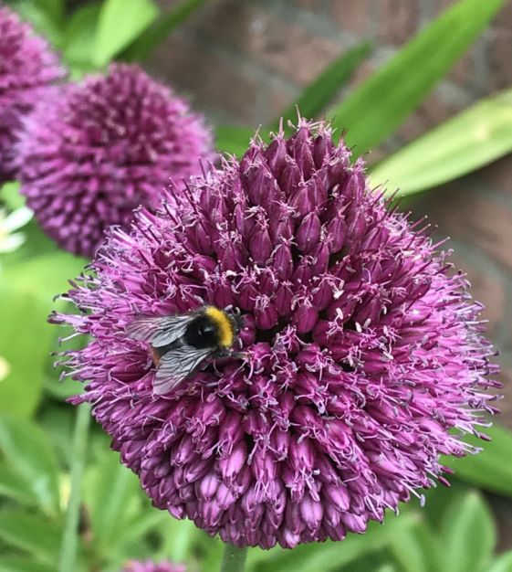 Van Engelen Allium Sampler - Thumbnail 2