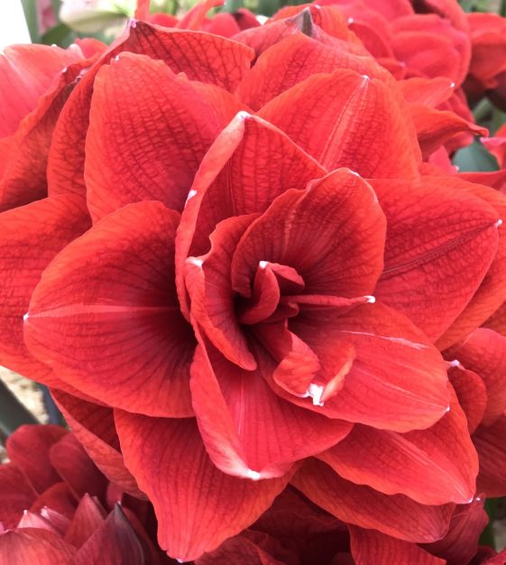 【Lily様】専用・赤360g×2袋≪フォロー＆リピート割特価≫ Amaryllis Double Red Gift Box