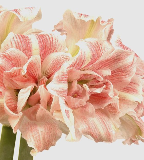 The Christmas Flowering Double Amaryllis Mixture | Van Engelen