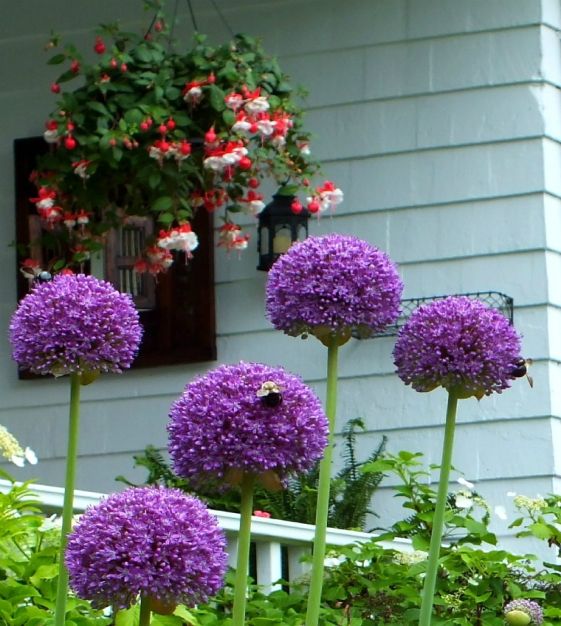Van Engelen Allium Ambassador - Thumbnail 2