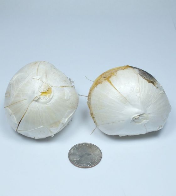 Van Engelen Allium schubertii - Thumbnail 5