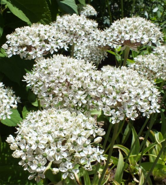 Van Engelen Allium Sampler - Thumbnail 3
