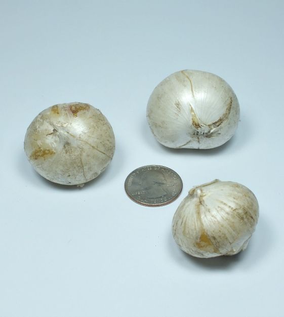 Van Engelen Allium Sampler - Thumbnail 5