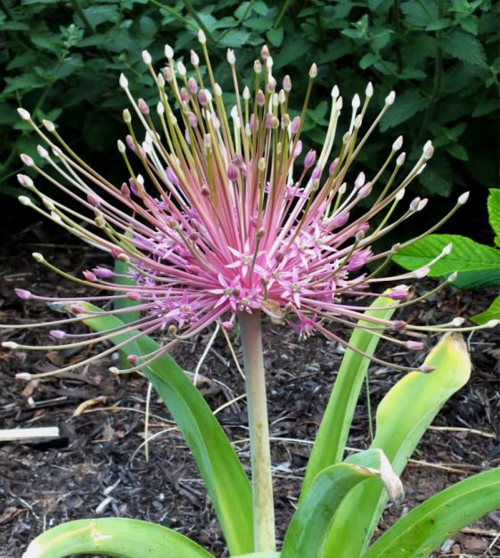 Van Engelen Allium schubertii - Thumbnail 2