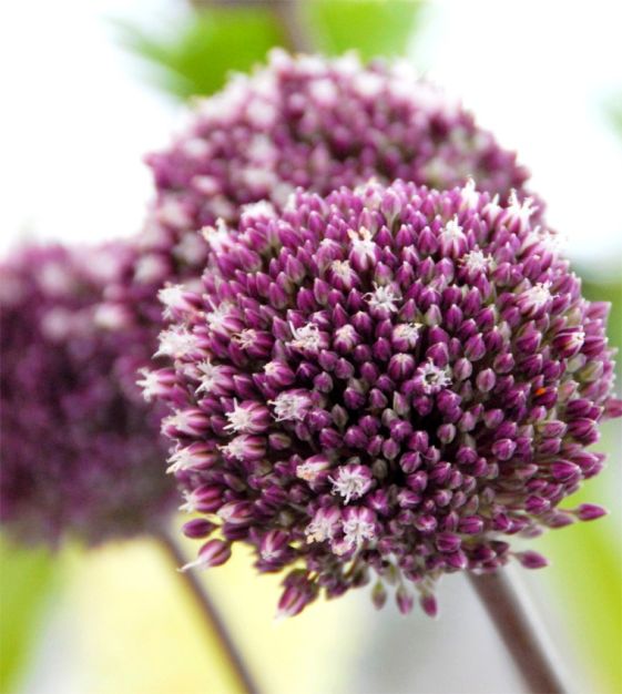 Allium Summer Drummer