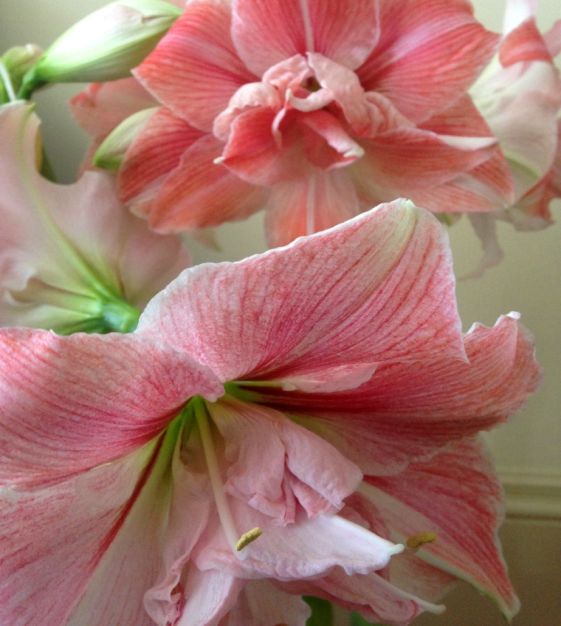 Van Engelen Amaryllis First Love - Thumbnail 2