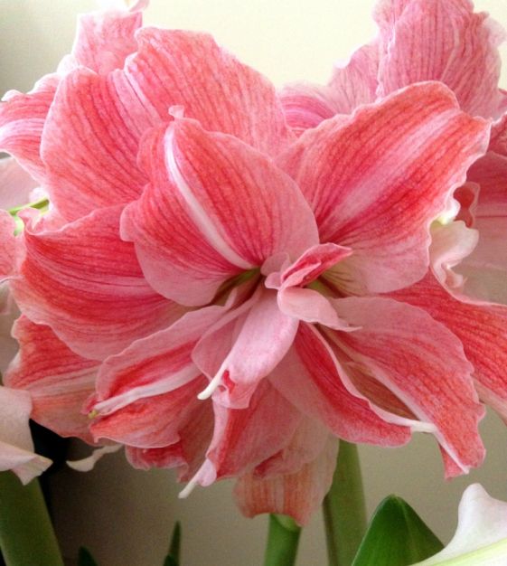 Van Engelen Amaryllis First Love - Thumbnail 3