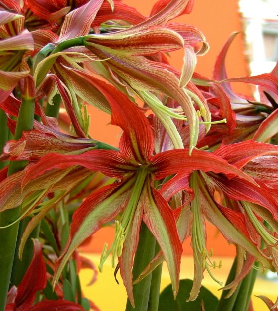 Van Engelen Cybister Amaryllis La Paz