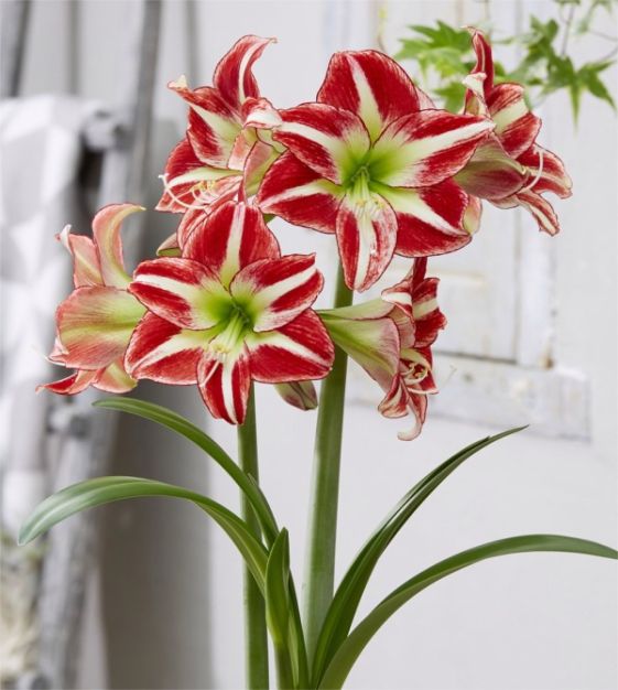 Amaryllis Ocean Drive