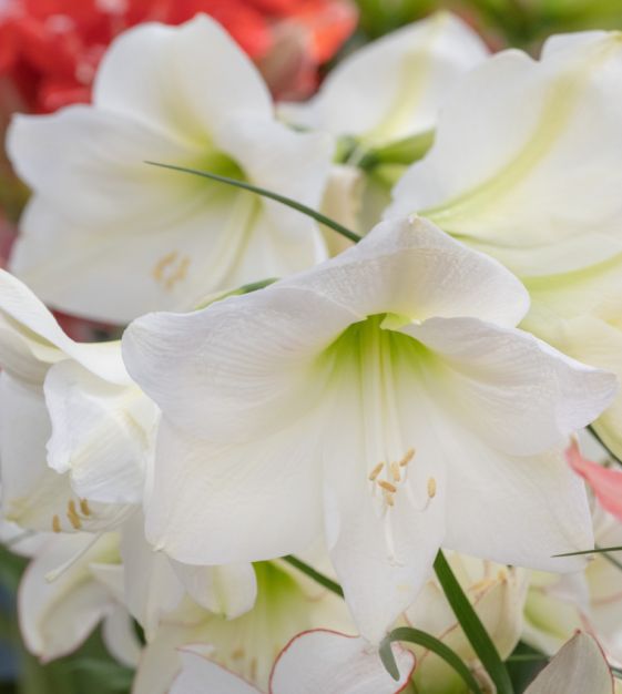 Van Engelen Amaryllis Mont Blanc - Thumbnail 2