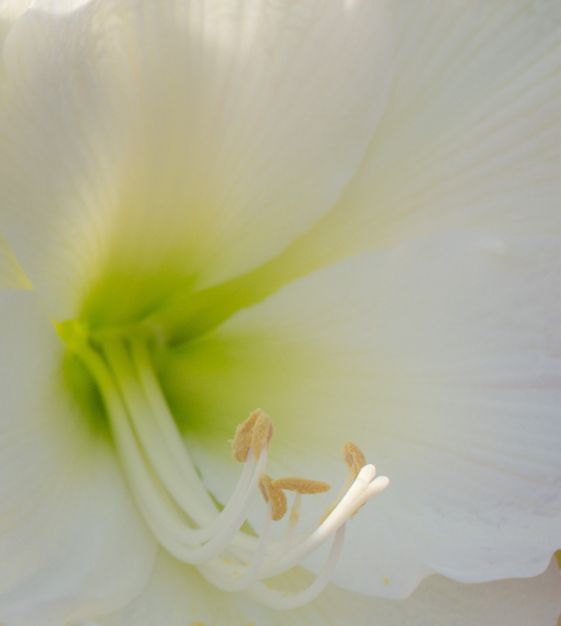 Van Engelen Amaryllis Mont Blanc - Thumbnail 3