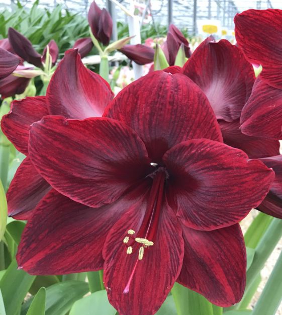 Van Engelen Amaryllis - Thumbnail 2