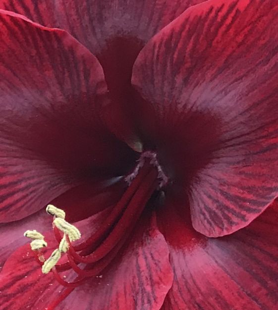 Van Engelen Amaryllis - Thumbnail 3