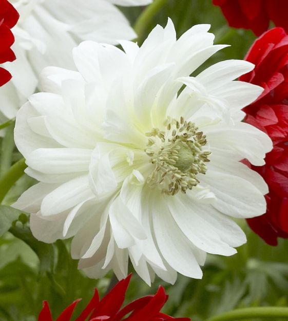 Anemone Giant Mount Everest (Double)