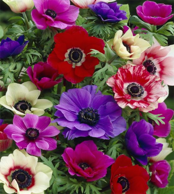 Van Engelen Anemone Giant Monarch De Caen Mixture