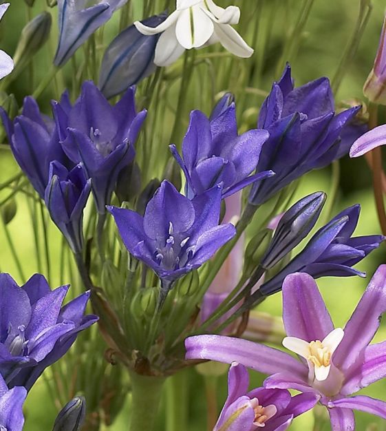 The Celestial Triteleia Mixture | Van Engelen Wholesale Flower Bulbs