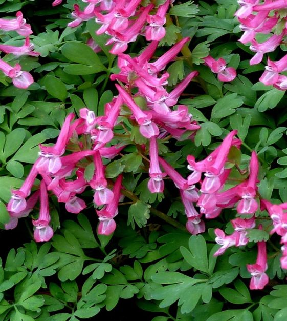 Corydalis solida Beth Evans | Van Engelen Wholesale Flower Bulbs