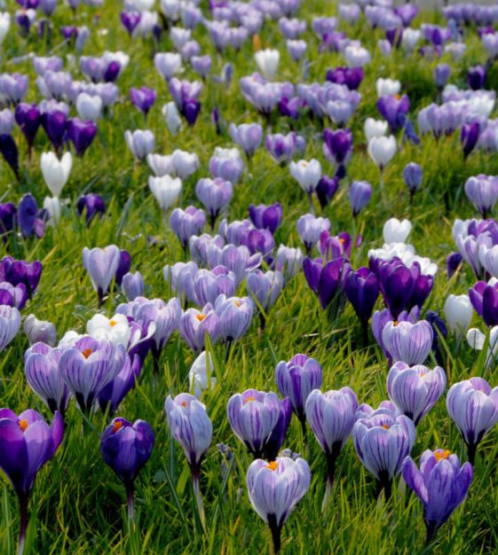 The Majestic Lavender Dutch Crocus Mixture