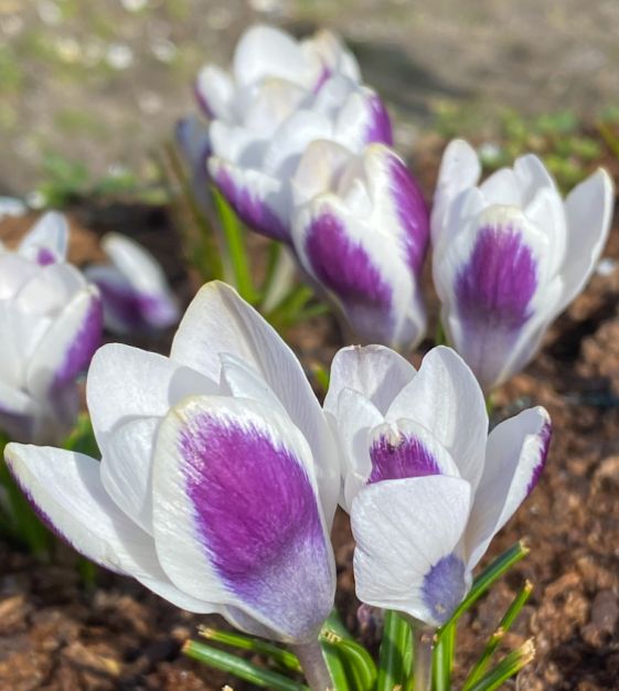 Crocus chrysanthus Panda | Van Engelen Wholesale Flower Bulbs