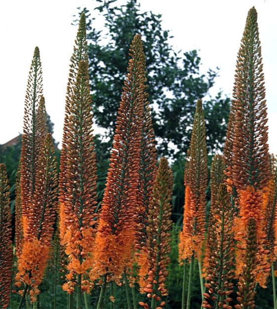 Van Engelen Eremurus ruiter-Hybrid Cleopatra