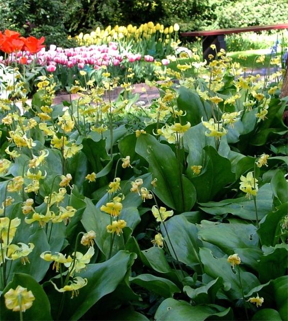 Erythronium californicum Pagoda