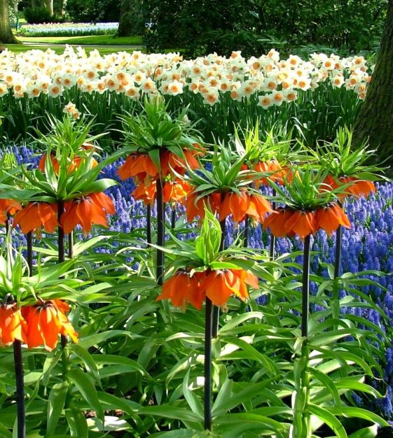 Van Engelen Fritillaria imperialis - Thumbnail 2