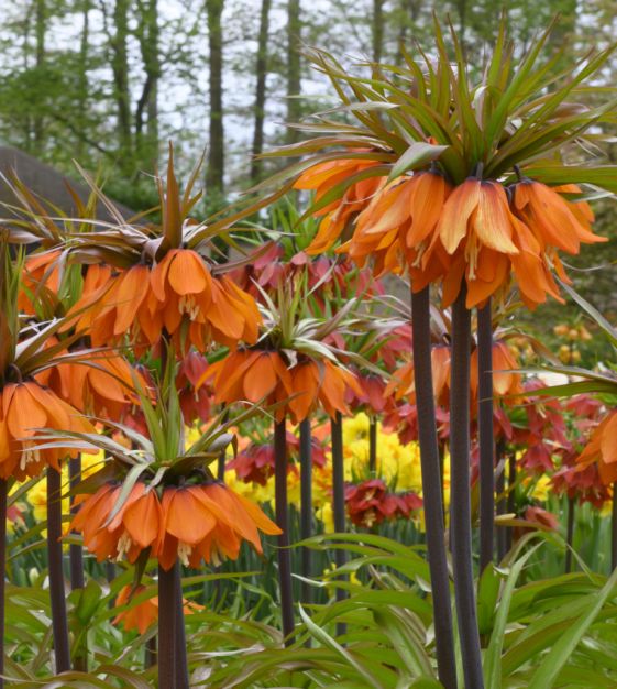 Fritillaria imperialis Sunset