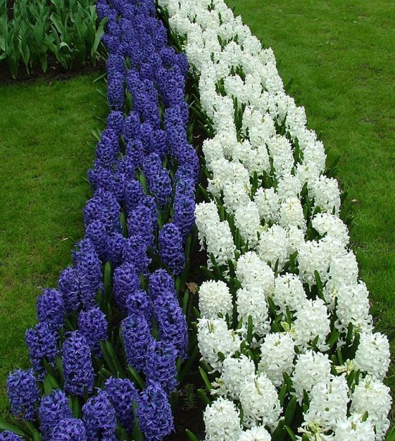Hyacinthus orientalis Aiolos | Van Engelen Wholesale Flower Bulbs