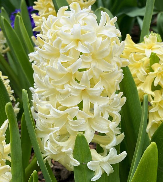 Van Engelen Hyacinthus orientalis City of Haarlem