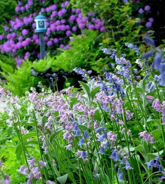 Van Engelen Spanish Bluebells